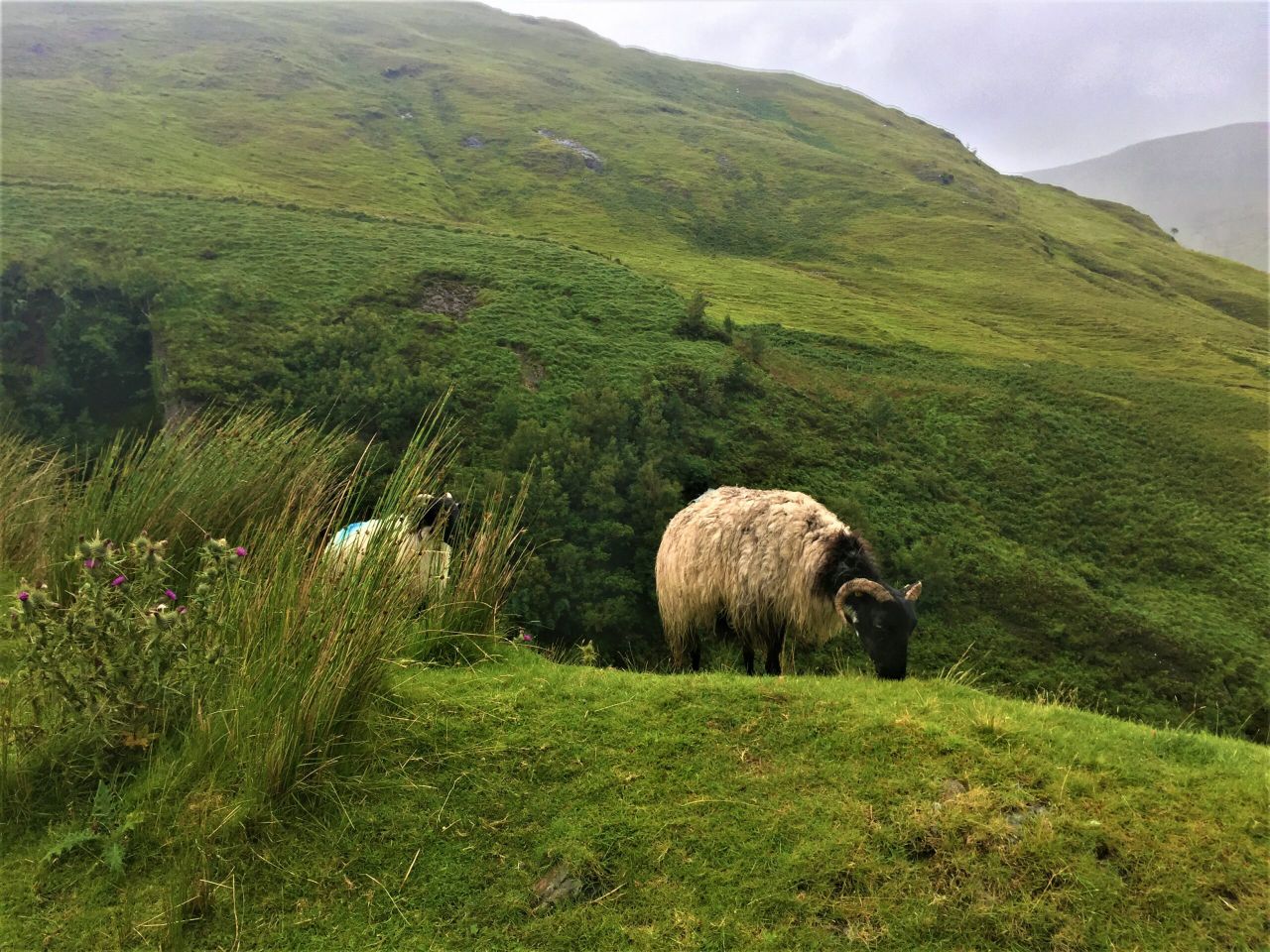 Mayo Blackface Group breathes new life into western hills