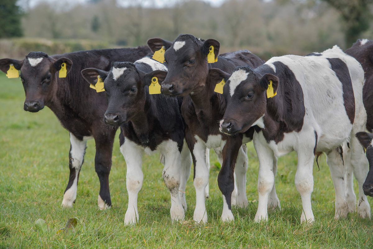 Image source: Cargill