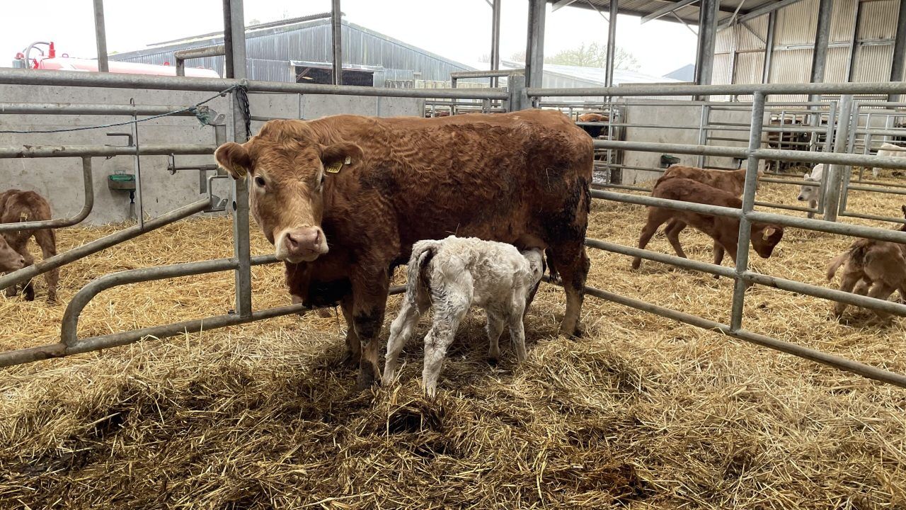 Net profit on top-performing suckler farms of €915/ha in 2024