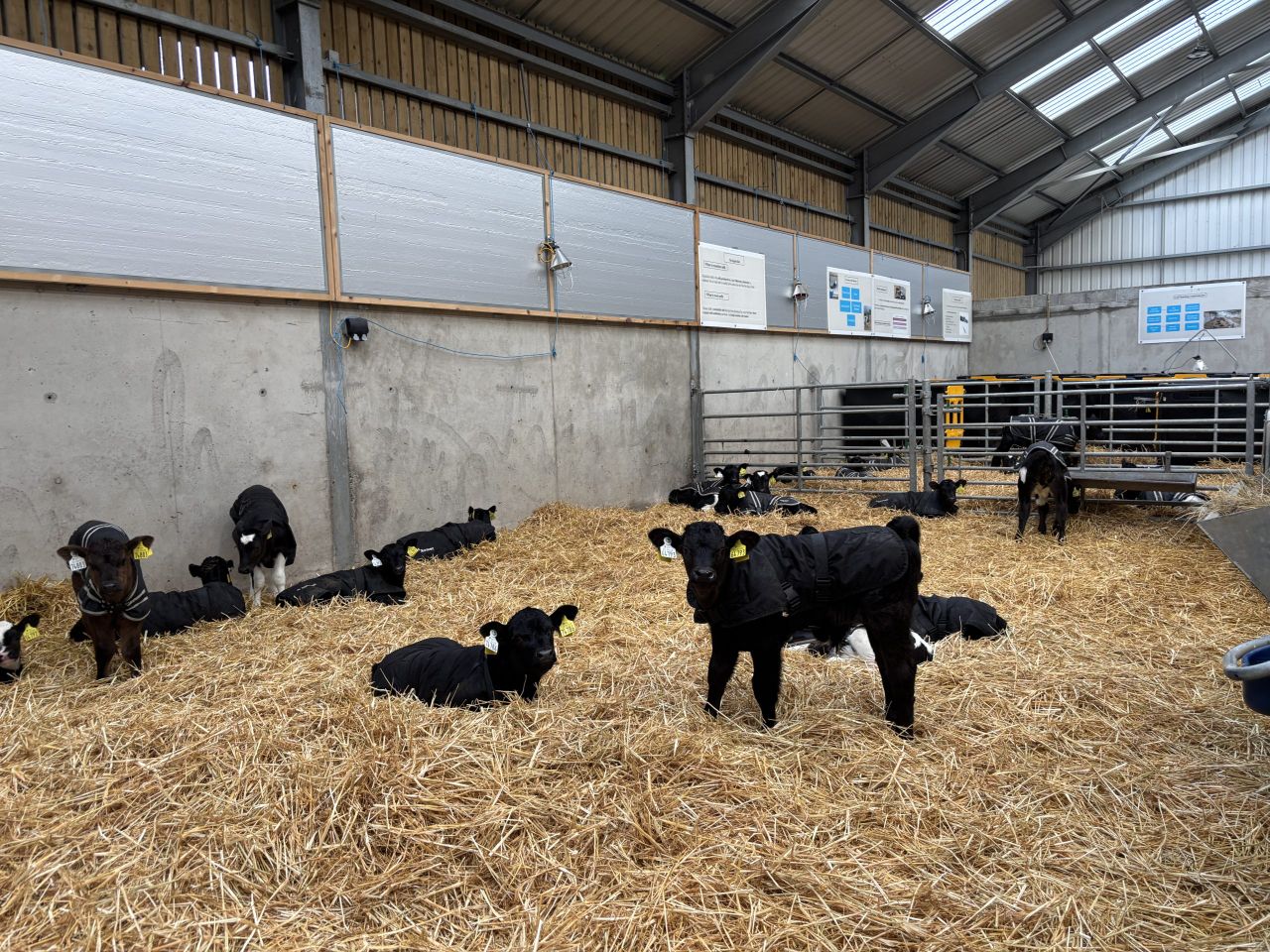 Watch: What is involved in the ideal calf shed?