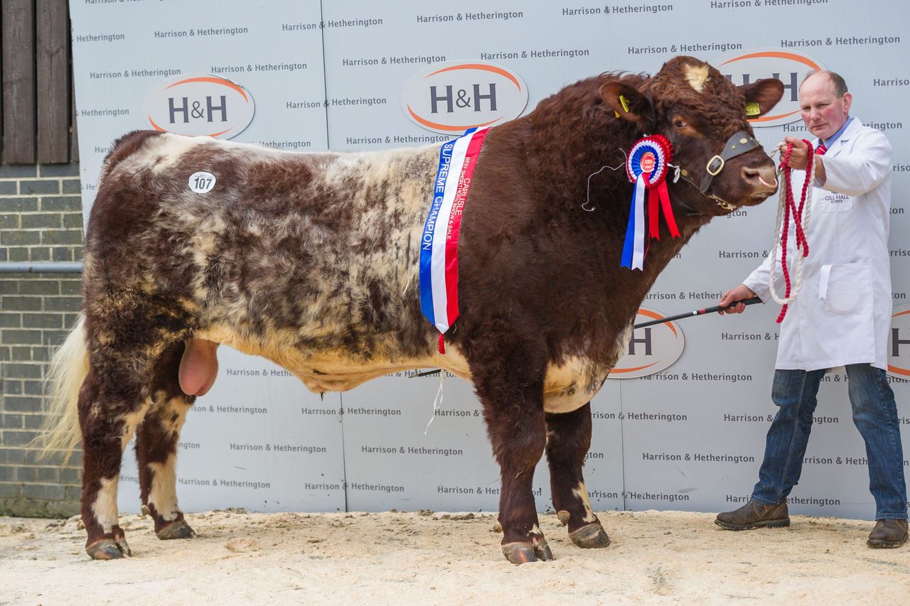 Co. Down Shorthorn herd clinches Carlisle top prices