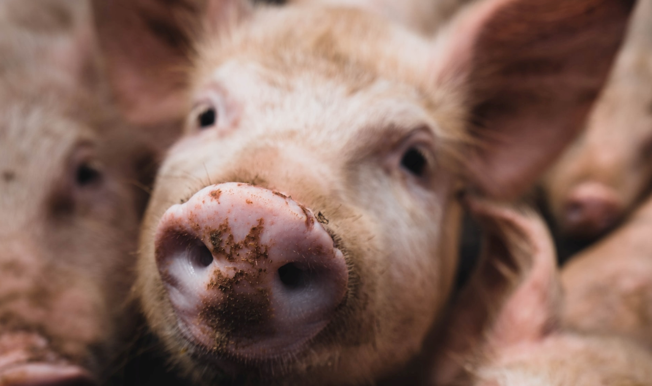 Teagasc: Pig sector has lost €81m this year