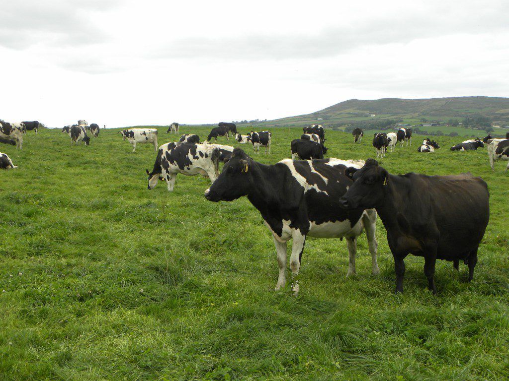 Grass advice: 'Do not wait to spread because of an extension to the fertiliser deadline'