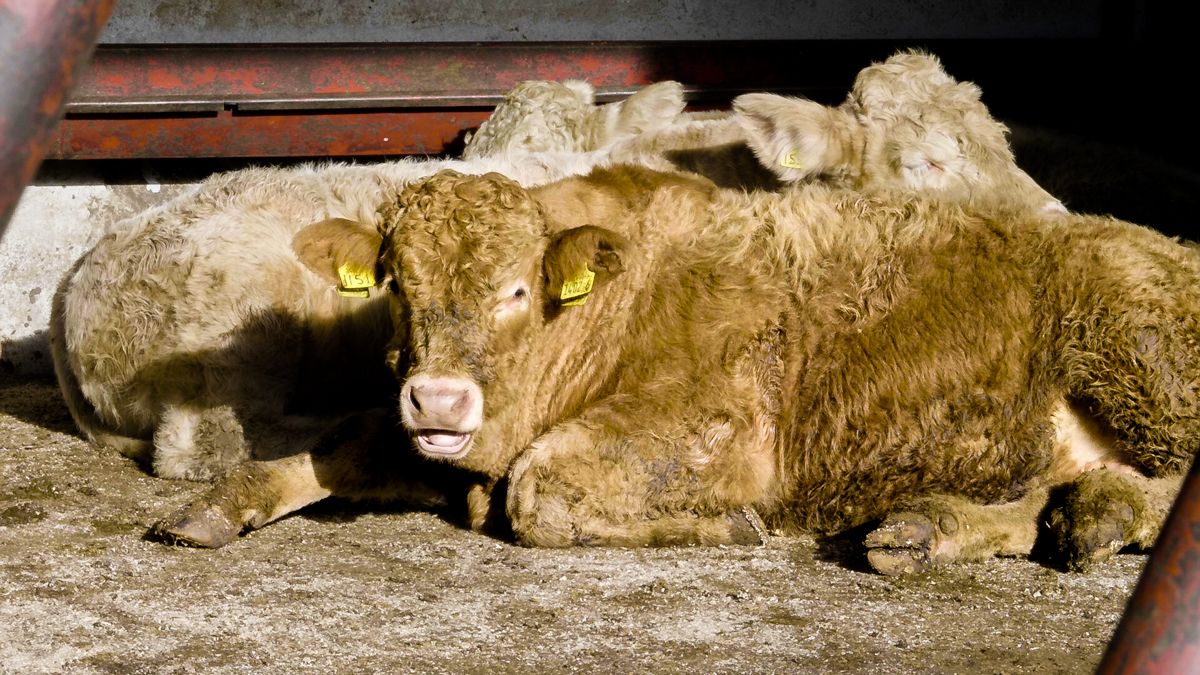 Beef trade: Improvements seen in quotes, as factories get hungrier
