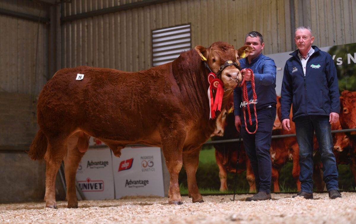 €10,000 for Roscommon-bred bull at Limousin sale