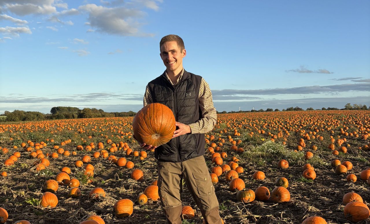 Watch: Denmark's largest pumpkin producer in the lead-up to Halloween