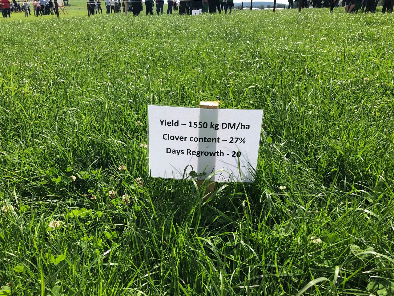 Grass growth: Have no fear; the rain is here