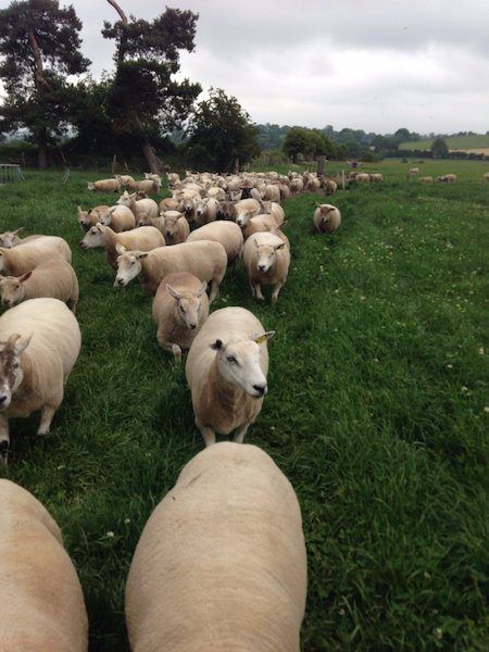 €25m Sheep Welfare Scheme receives 21,400 applications