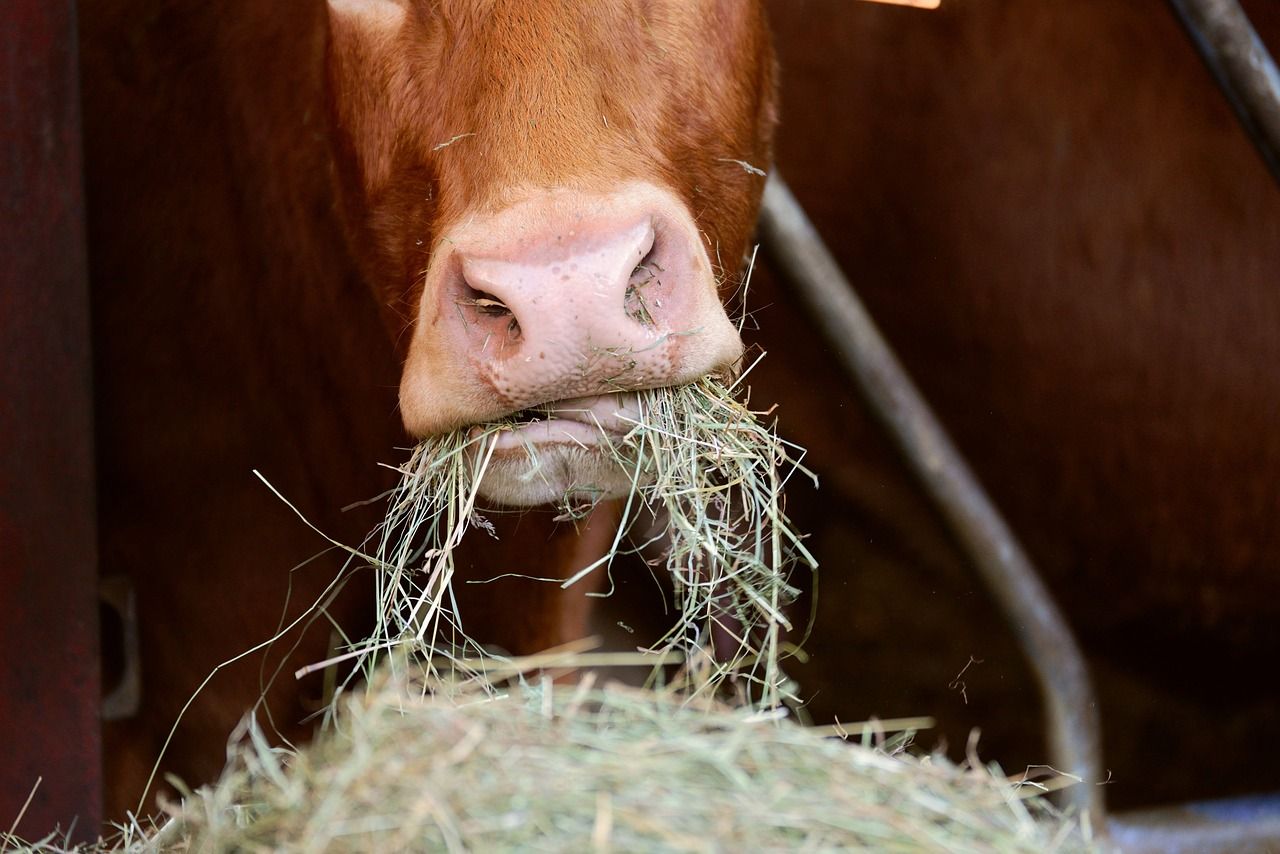 Farms need to be prepared for potentially longer winters - minister