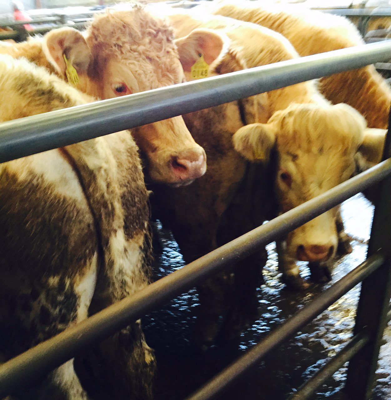 4 things you should know about a possible Farm Building Relocation Scheme