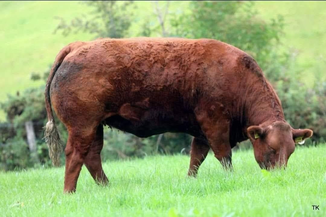 BVD ‘grace period’ reduced in NI for positive or inconclusive animals