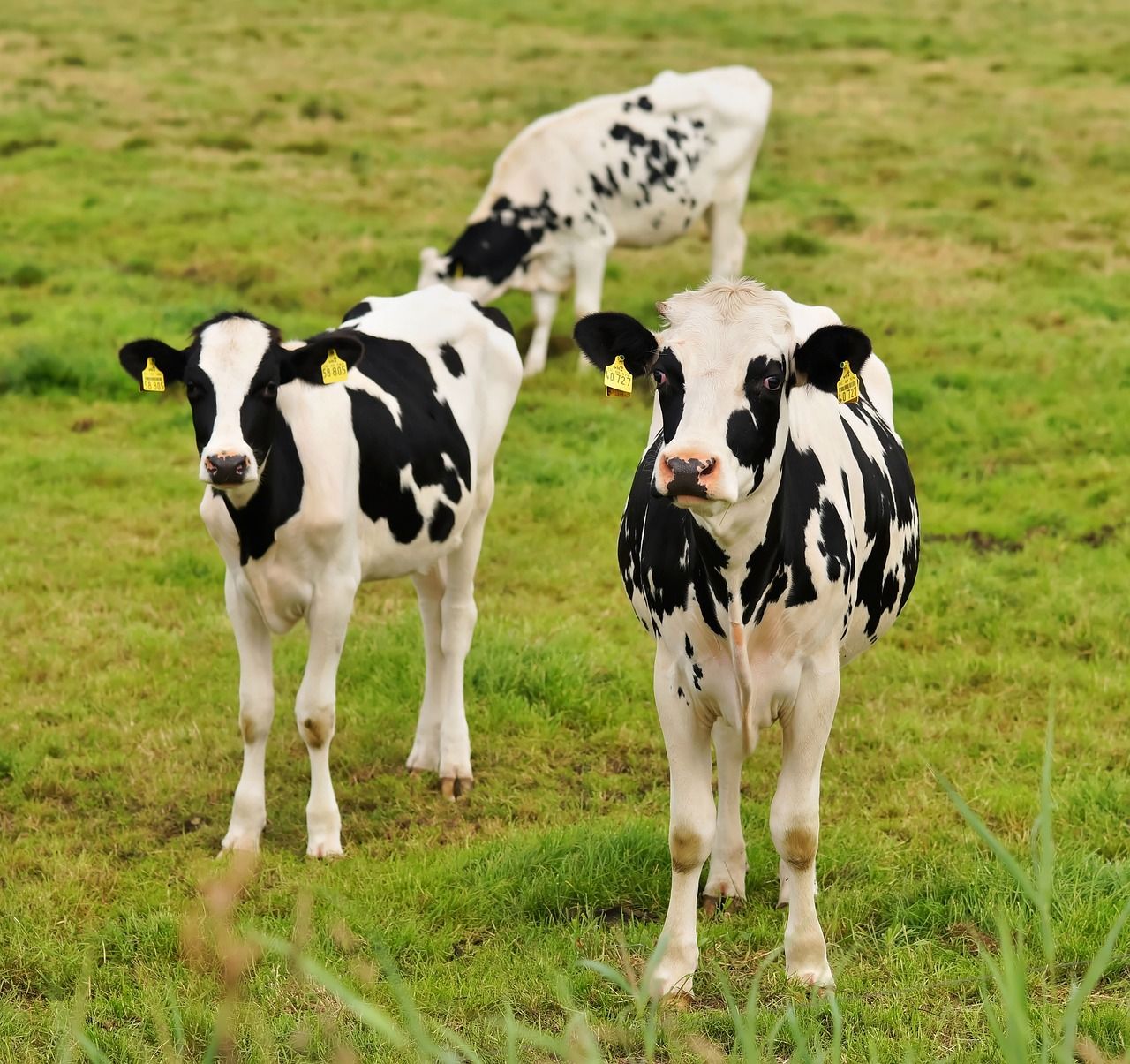 Top tips for risk management in the dairy industry - expert