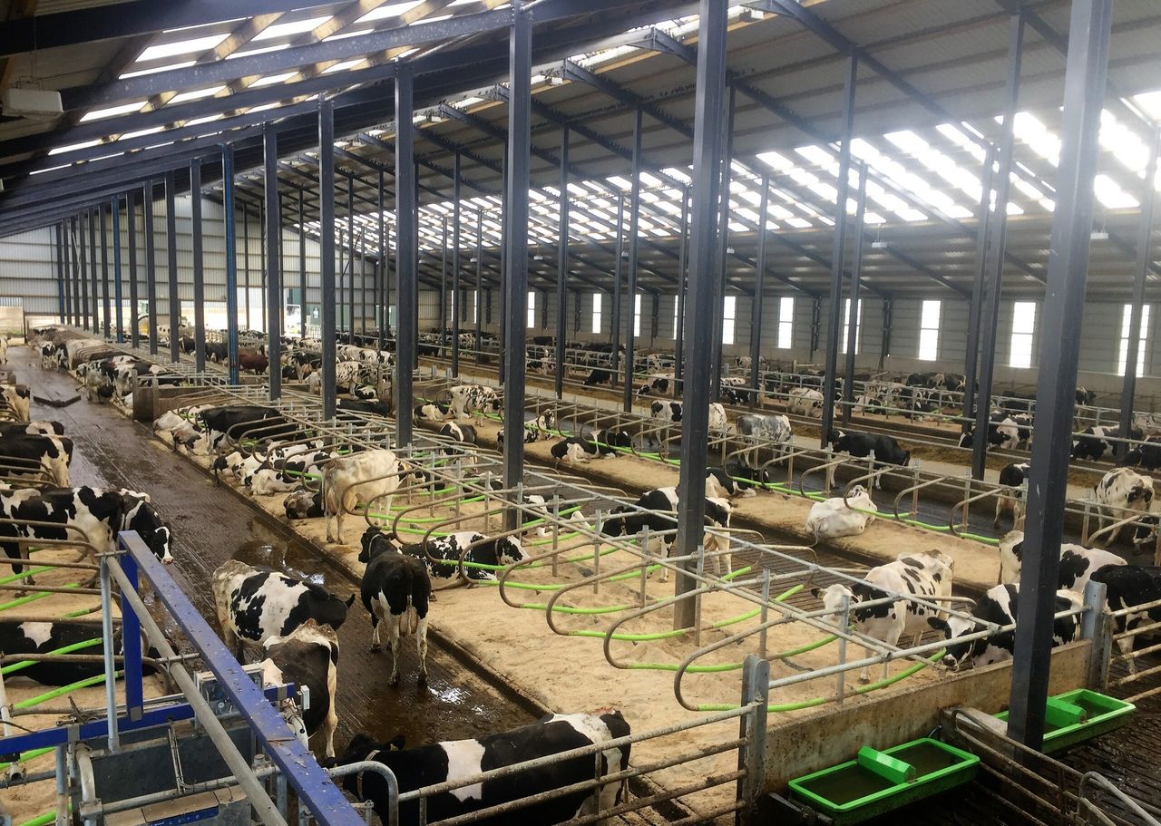 Dairy focus: Why one 700-cow farm decided to go down the robotic milking route