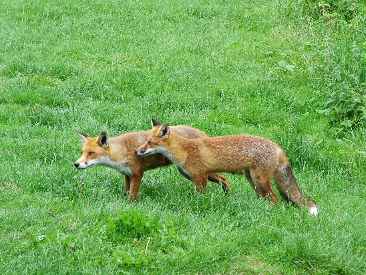Proposed ban on night-time hunting between September and March