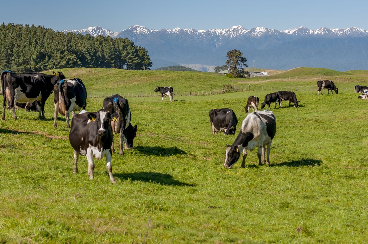 NZ farmers 'on track' to meet methane emissions reduction targets