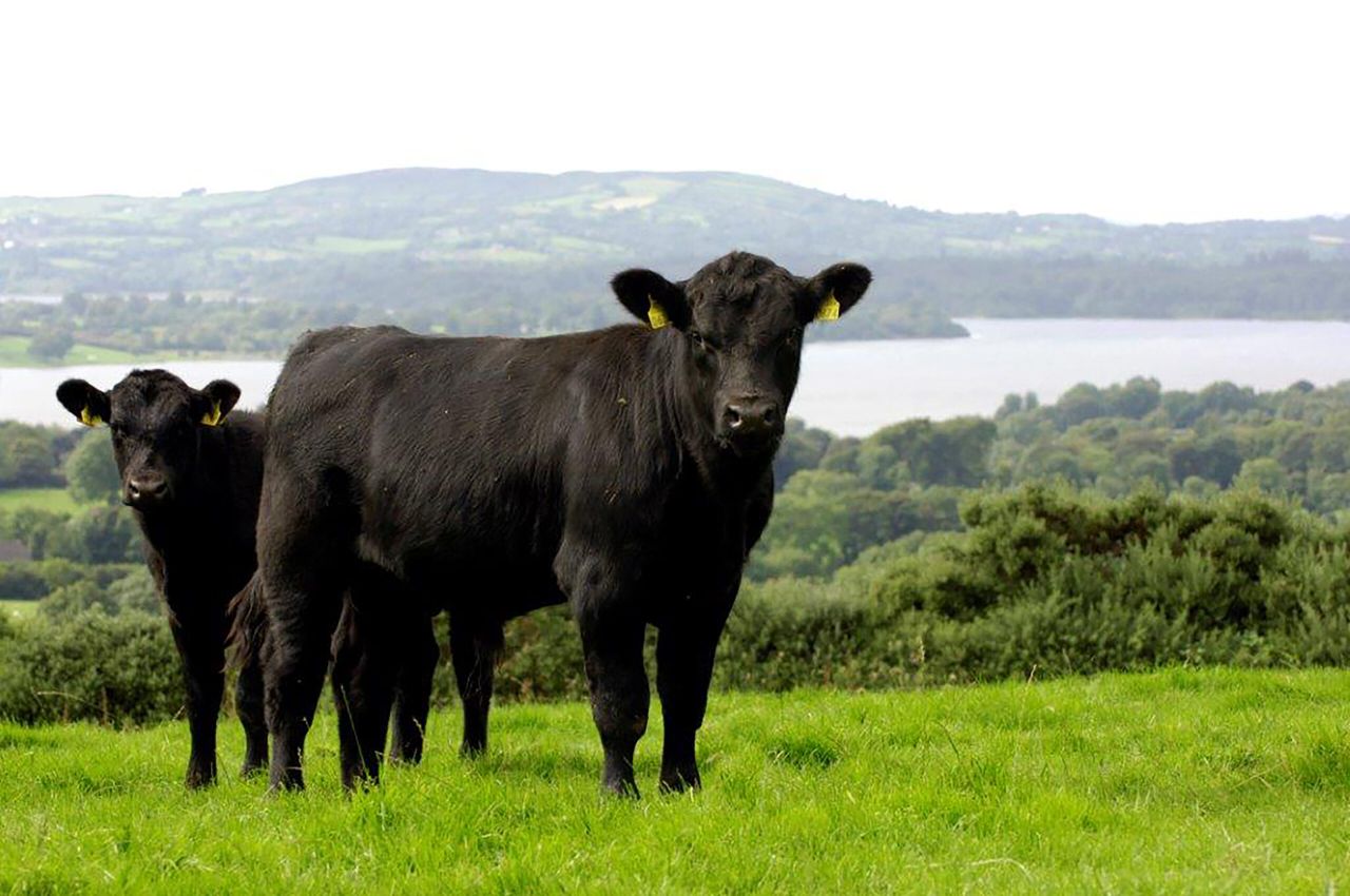 Winners announced for Certified Irish Angus Beef Schools Competition 2018