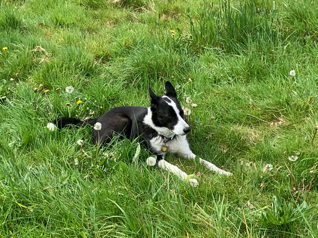 Animal support group calls for similar laws to UK for pet theft