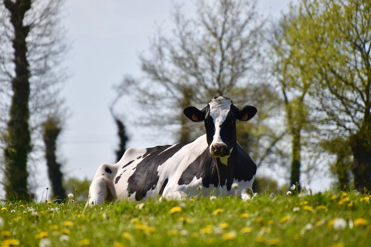 New survey suggests support for reducing national herd to reduce GHG emissions