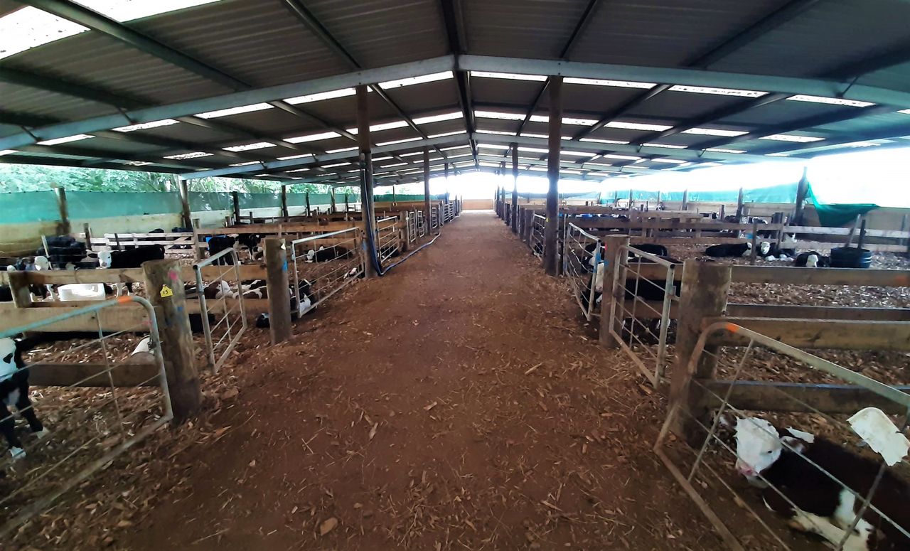 Rearing 10,000 calves with a once-a-day feeding system in New Zealand