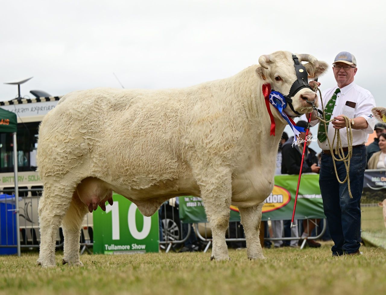 Numerous Charolais champions to feature in renowned 'Goldstar' sale