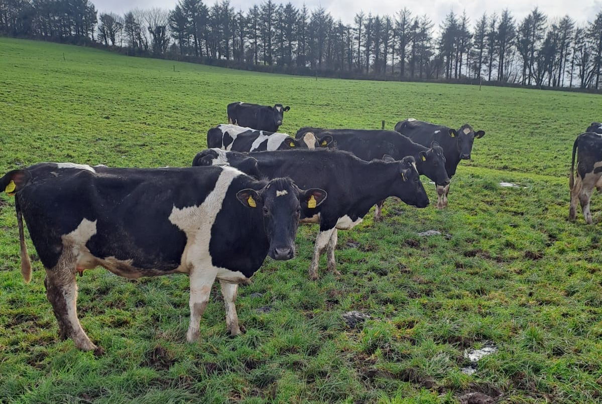 ABP Monitor Farms: Availing of Advantage bonus in Cork