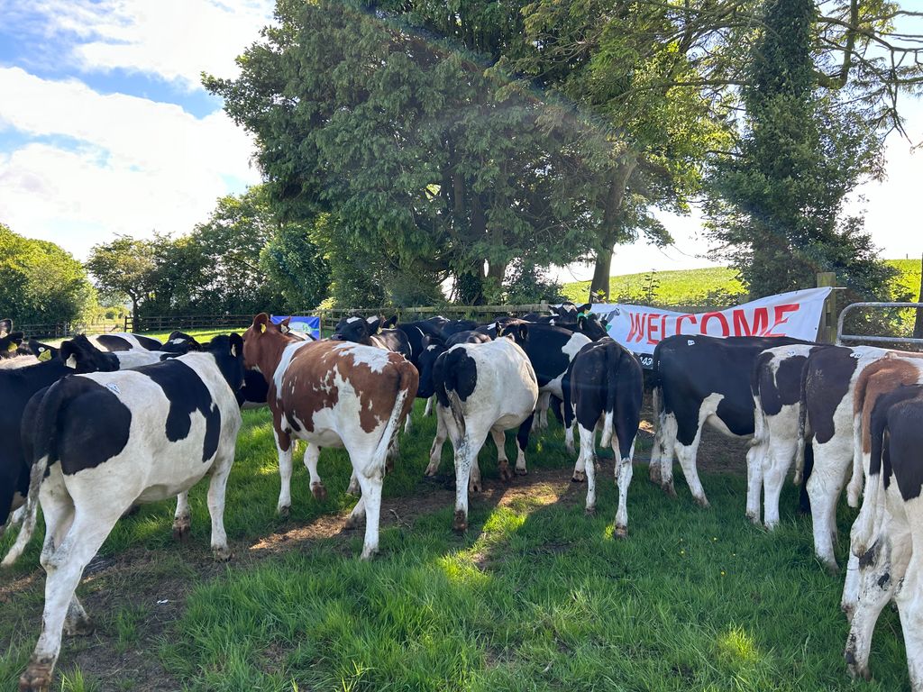 The Carrickshock heifers on sale on the day