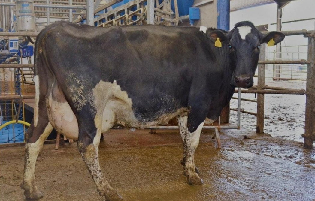 Dispersal sale of 85 dairy cows at Corrin Mart