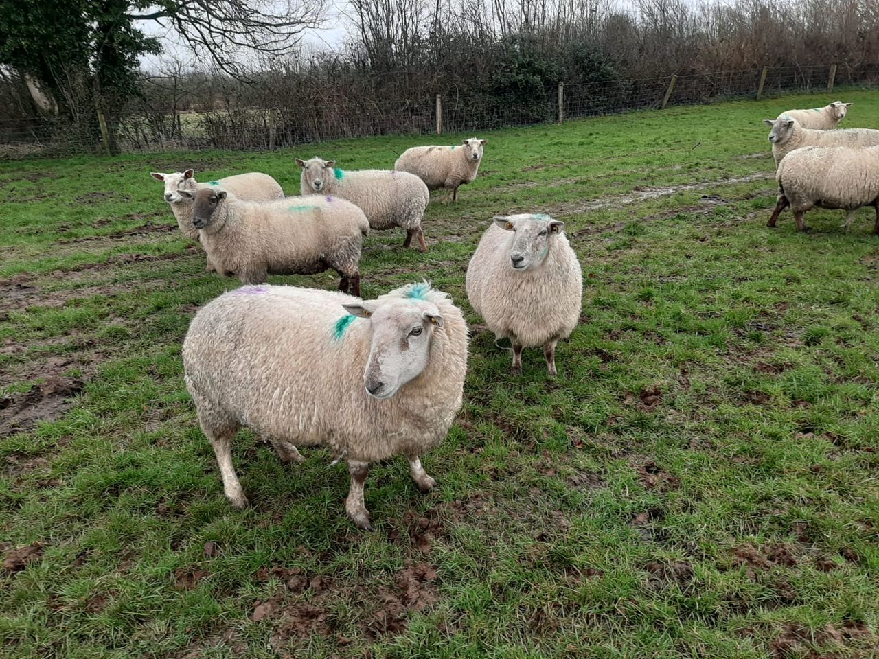Dispersal sale of 150-ewe flock at Tullow make up to €230/head