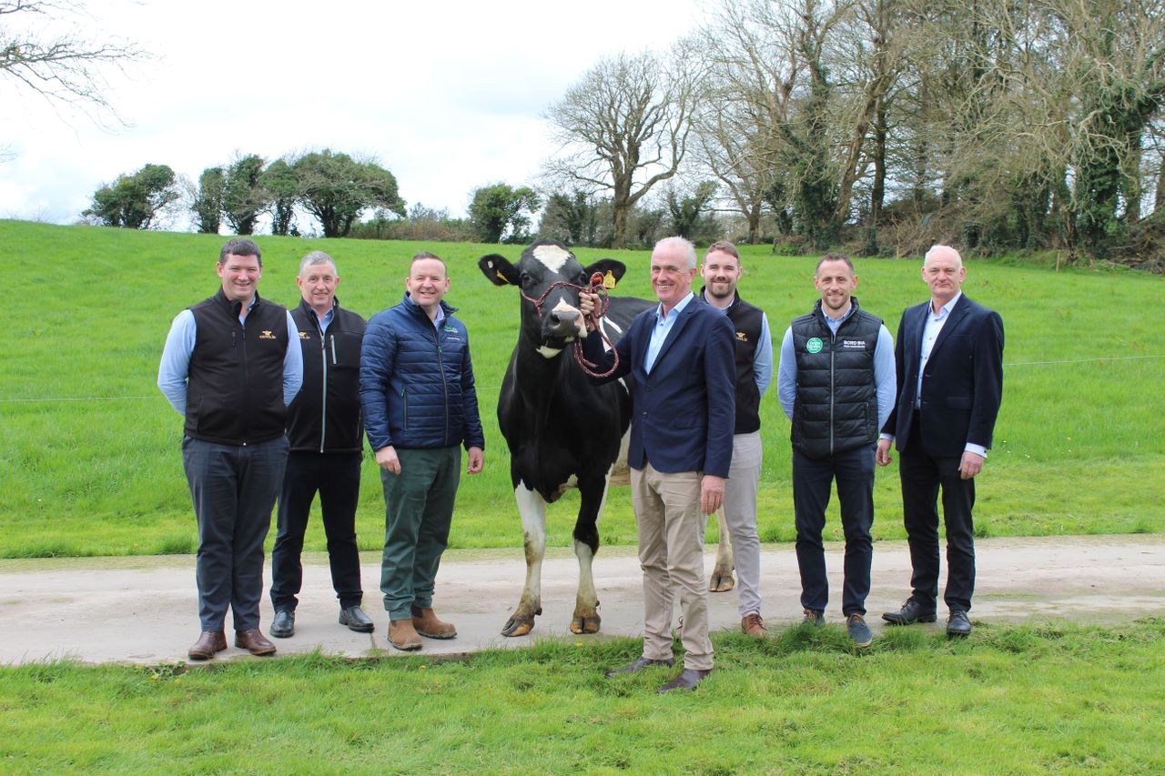 New market for 5,000 pedigree heifers in North Africa