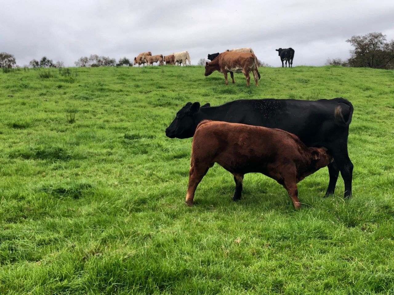Less than 20% of suckler heifers calving under 26 months