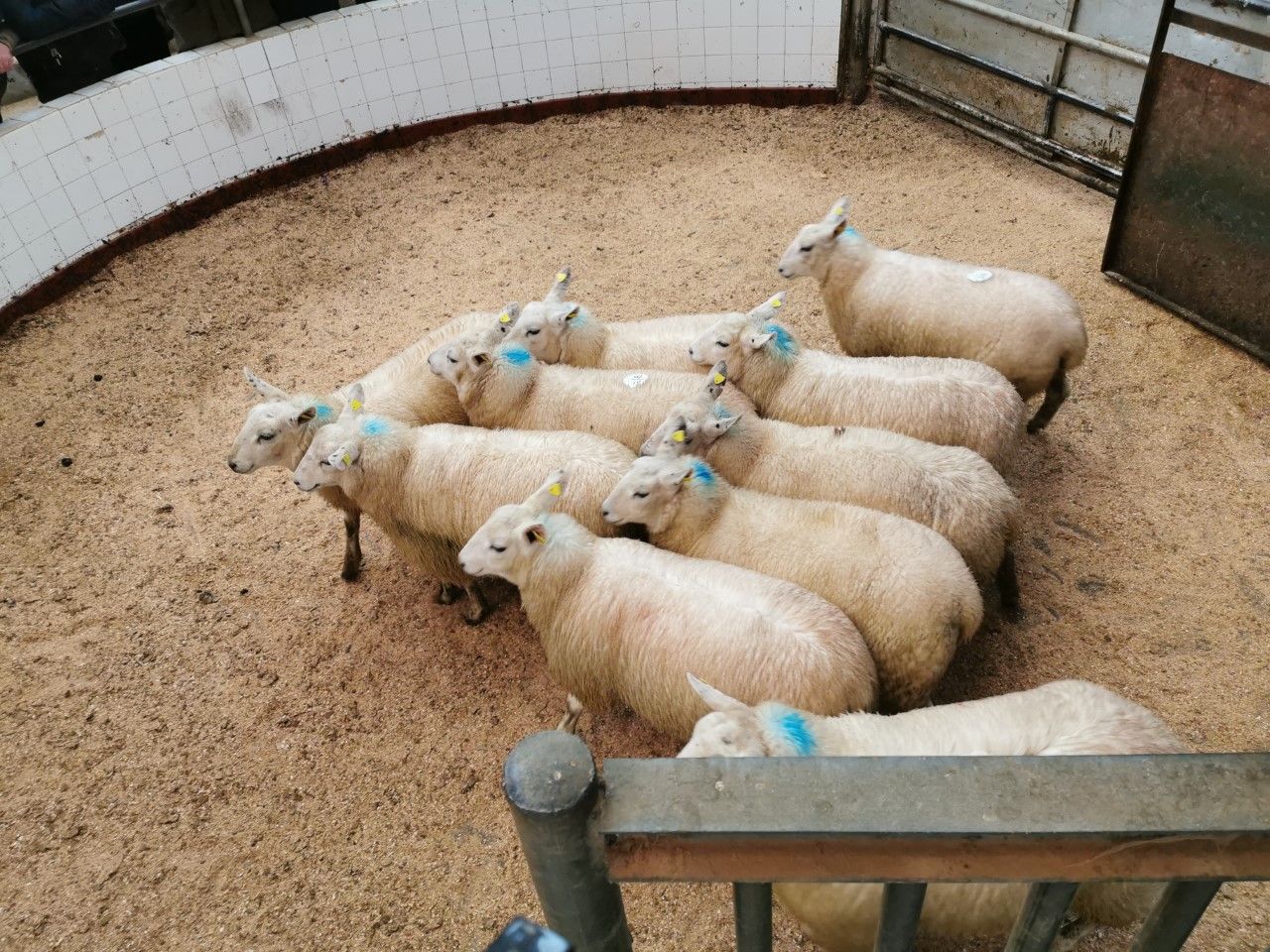 Sheep marts: Factory-fit lamb prices on the rise, as supplies continue to tighten