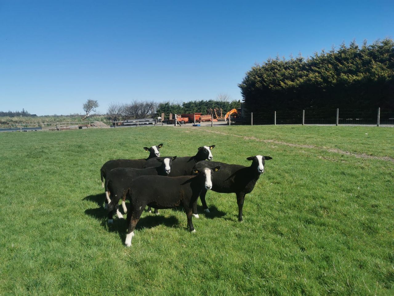 Sheep focus: Breeding pedigree Zwartbles in Co. Galway