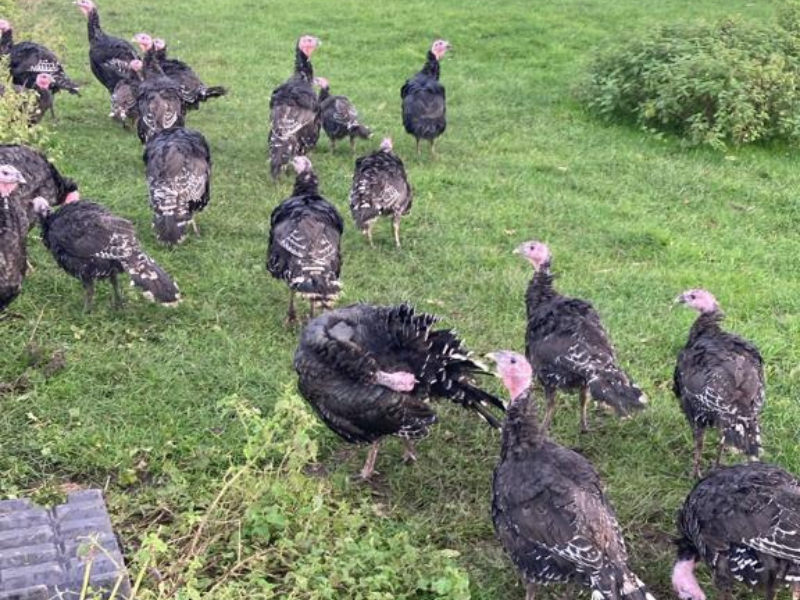 DAFM clarifies position on bird flu compensation