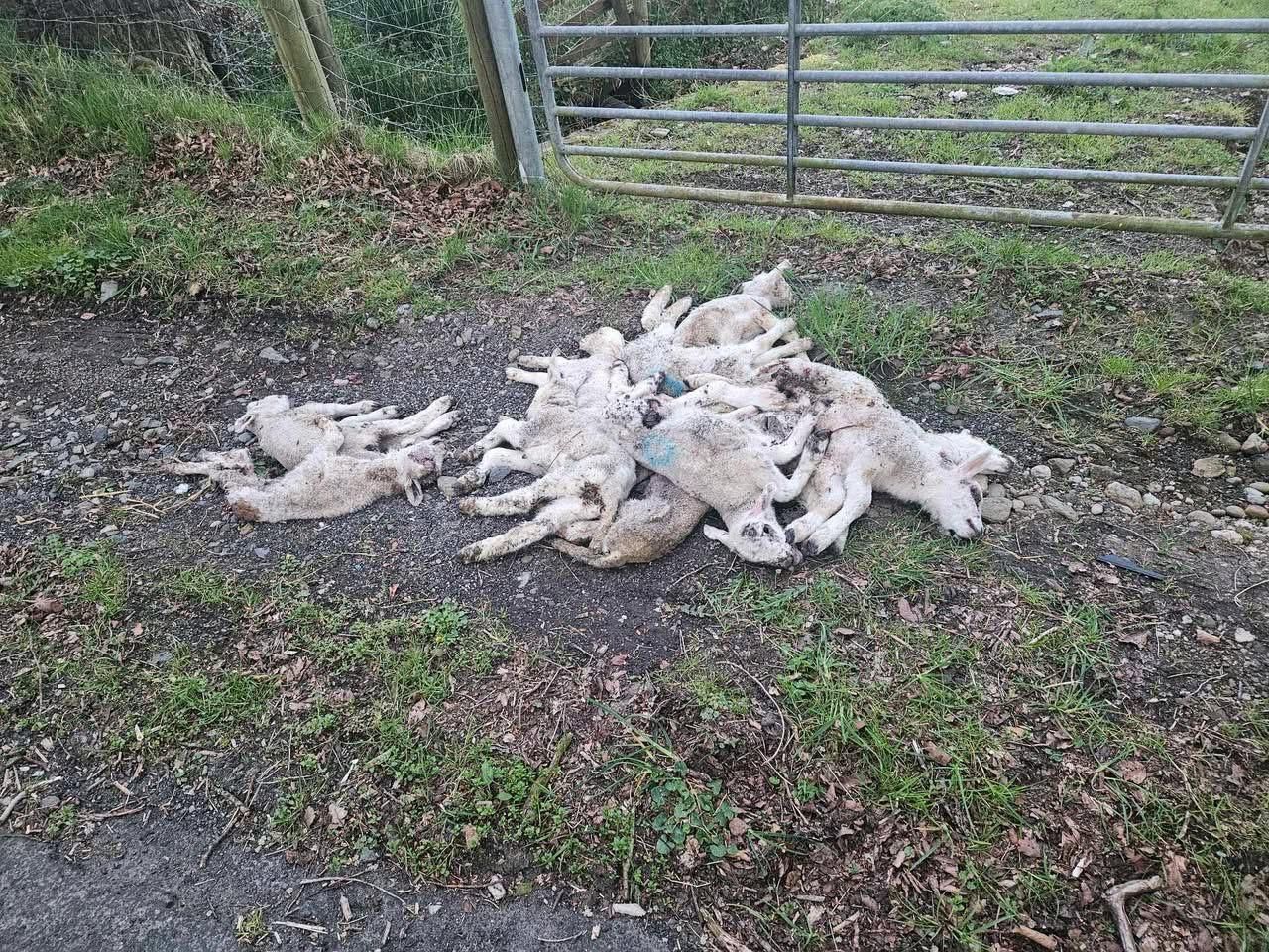 Graphic pics: Dumping of dead lambs in Derry being 'investigated' by DAERA