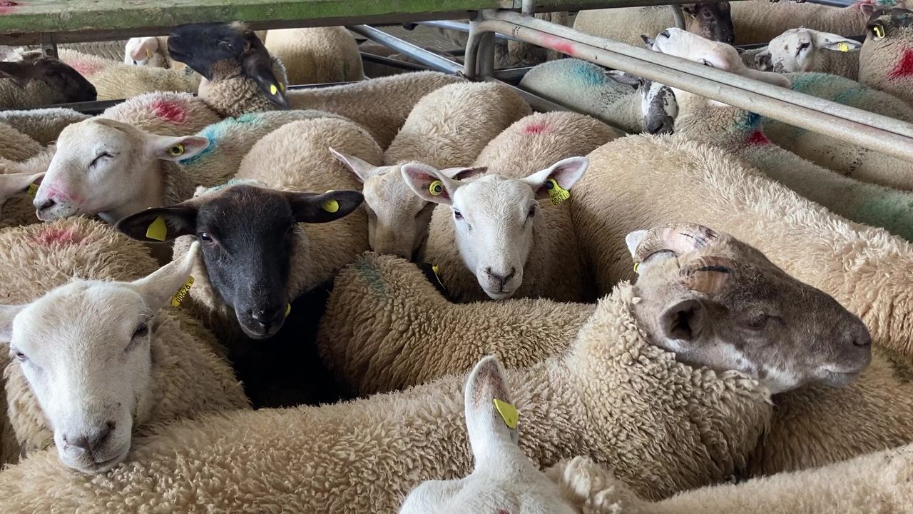 'Sheep farmers furious at unjustified price cuts'