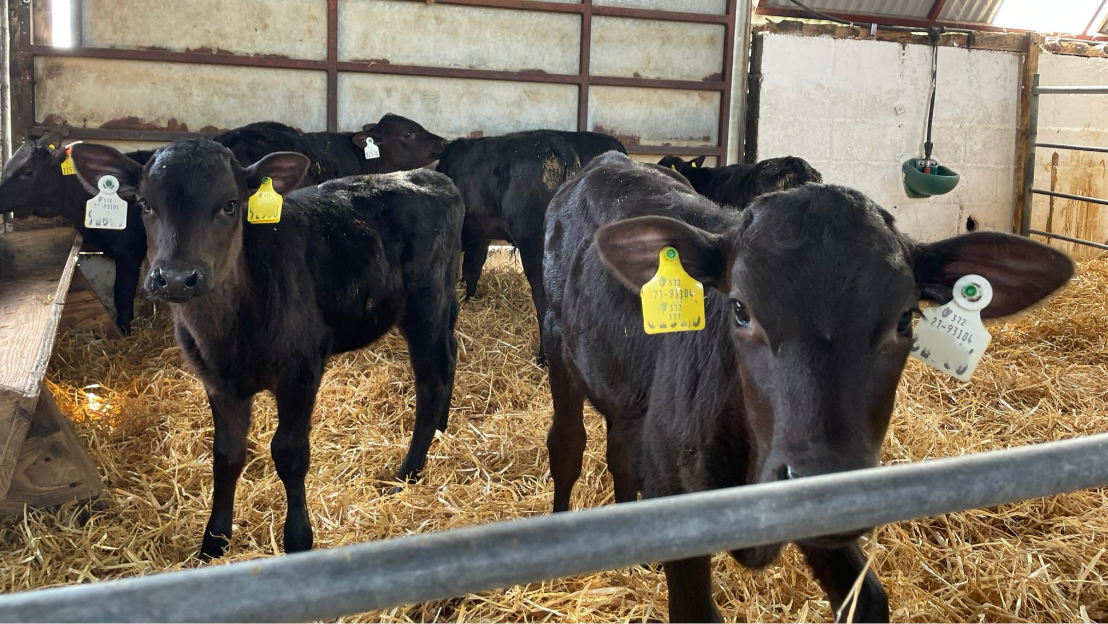 ABP announces opening of Wagyu Programme for farmer applications