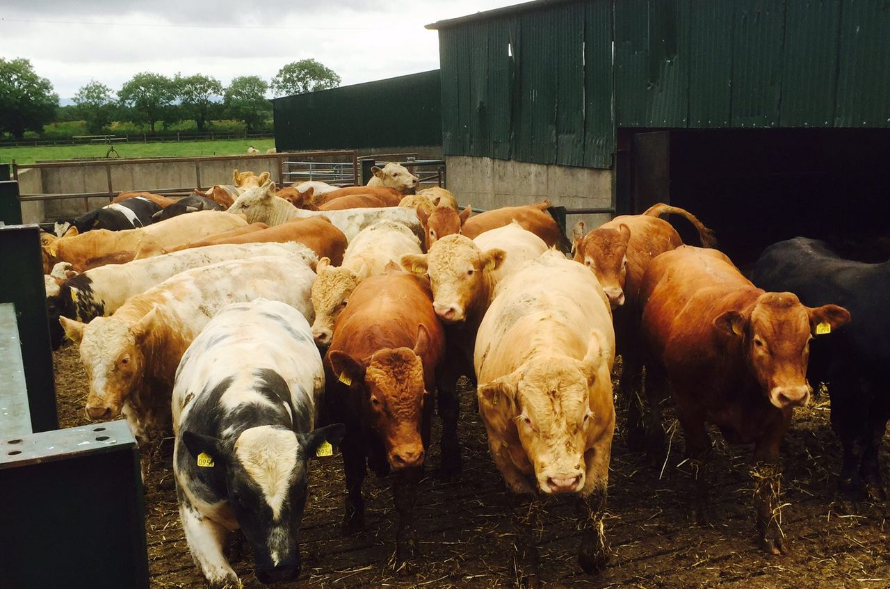 Factory quotes: Bull beef hits €5/kg as cow price rises also