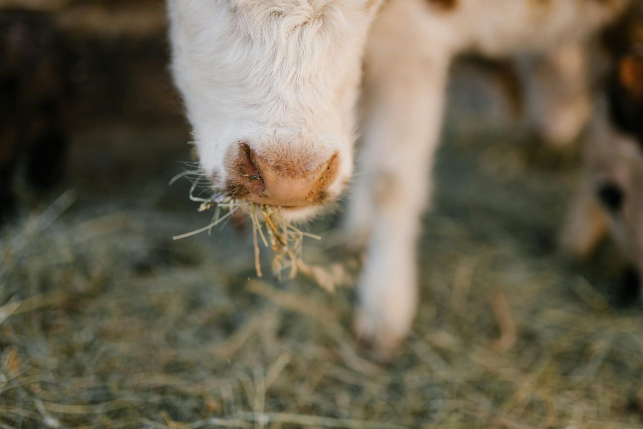NI brucellosis compensation rates for April confirmed