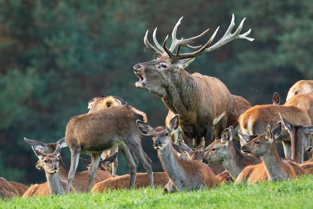Council to pilot technology to prevent road collisions with deer