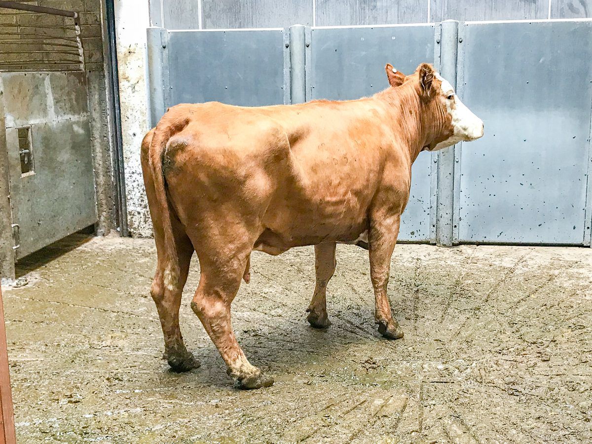 Pics and prices: Over 200 cows on offer at Kilkenny Mart