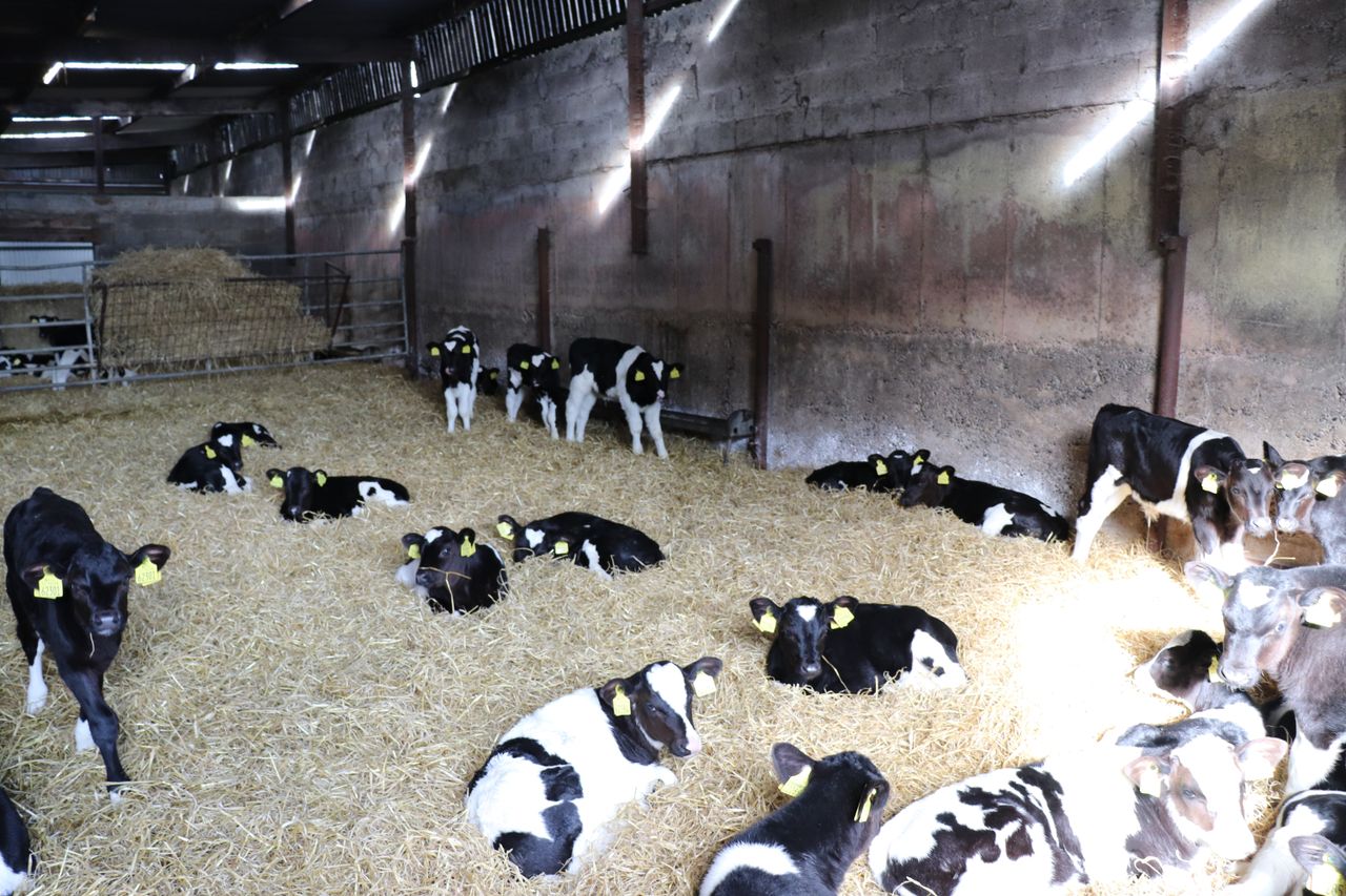Calf births surpass the half a million mark