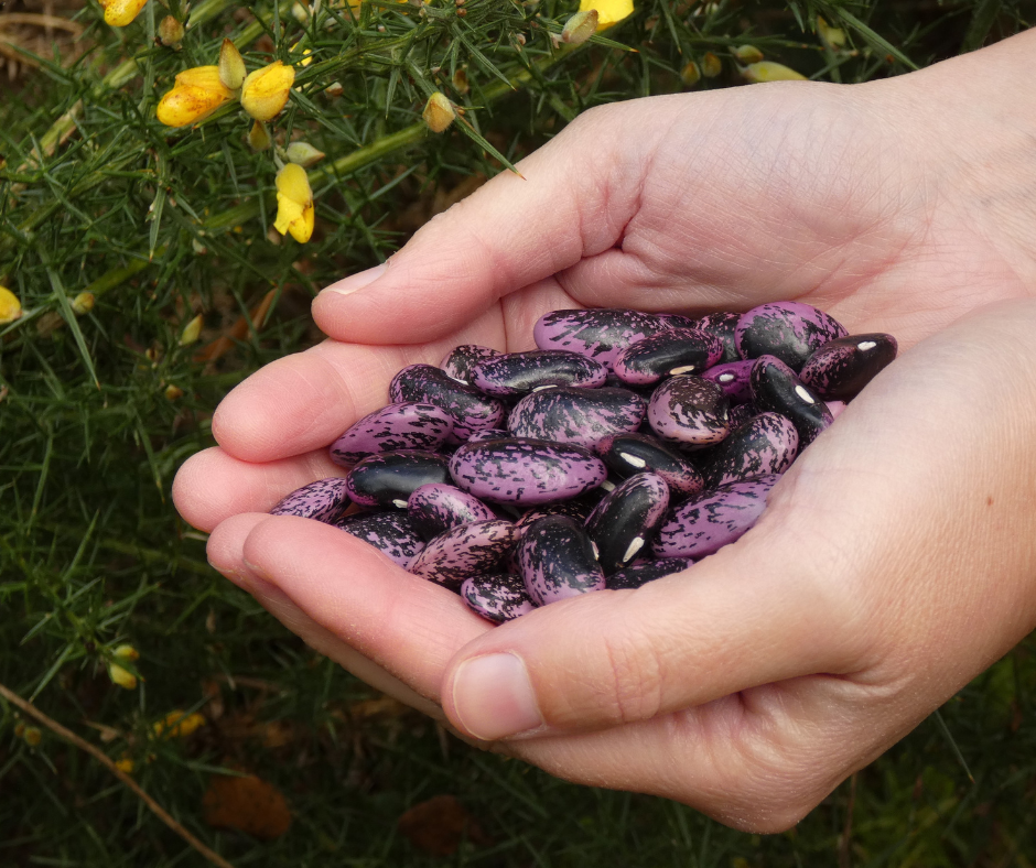Project underway to separate protein from crops