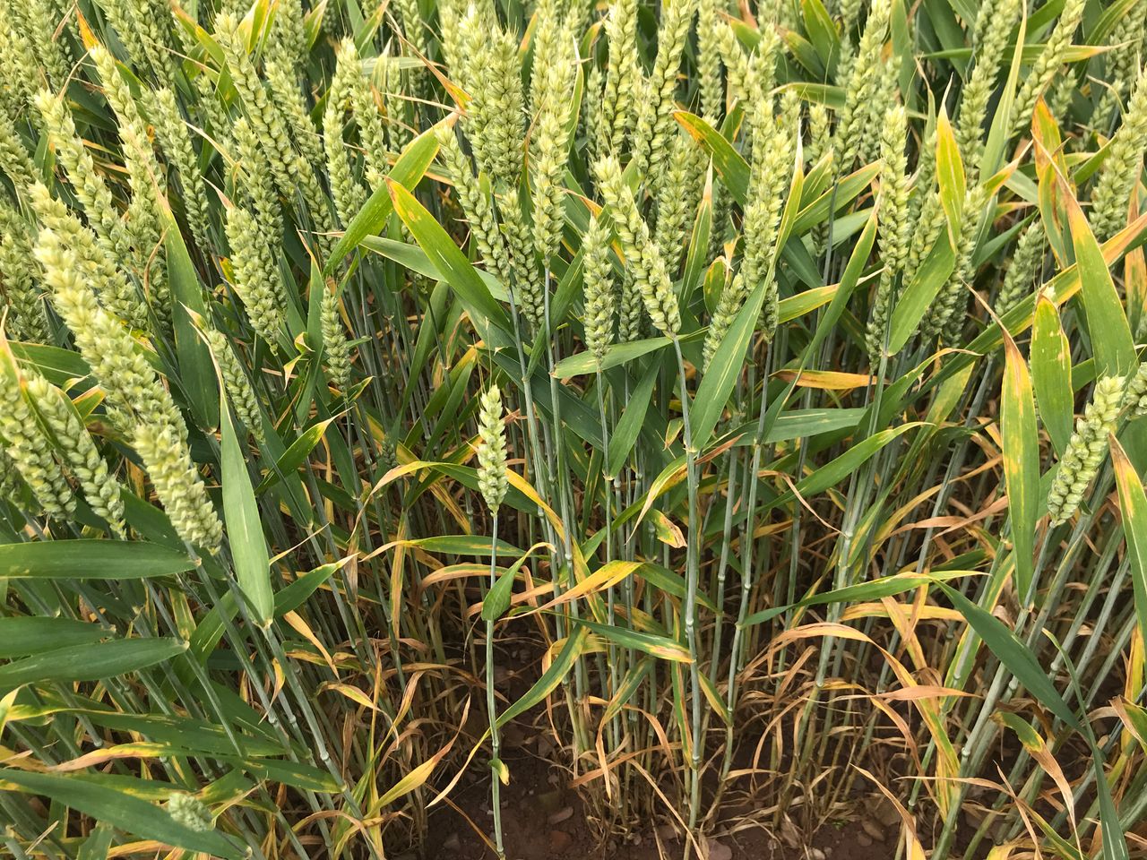 Probing for weaknesses in wheat septoria genomes
