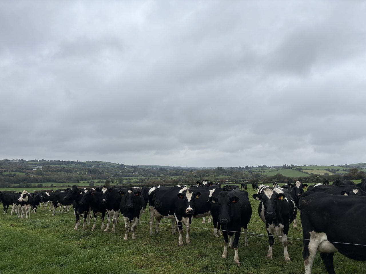 Dairy focus: Improving margins by maximising nitrogen efficiency