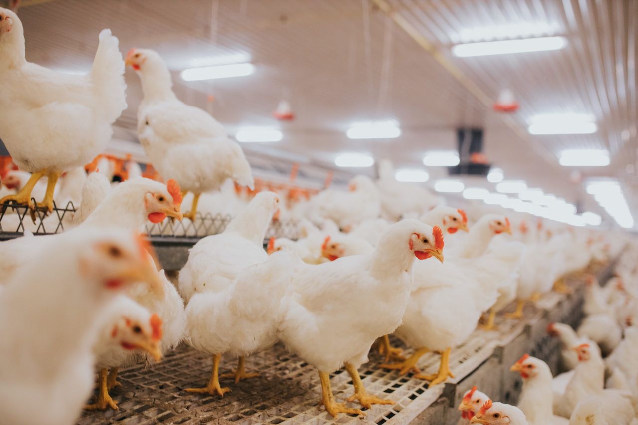 Minister hoping to lift bird flu measures ‘in coming weeks’