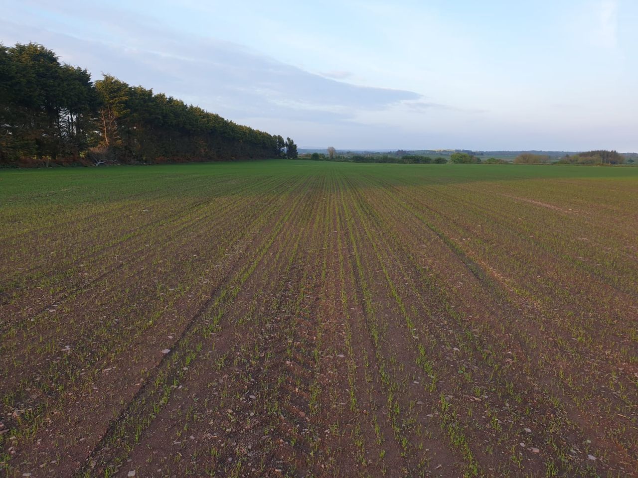 Reseeding 16ac with a red clover and Italian ryegrass mix in Co. Cork