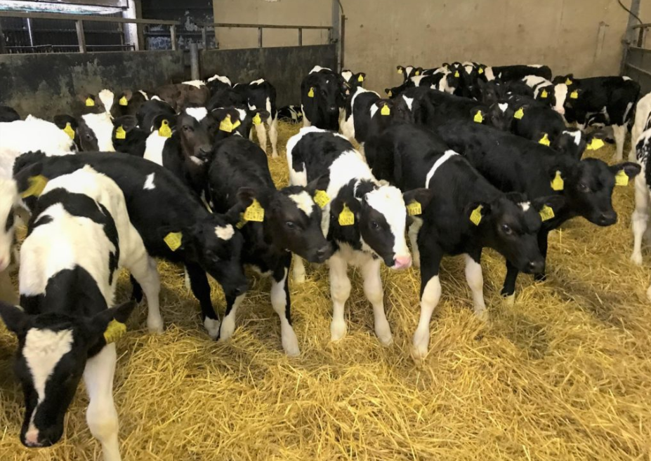 Why is a veal industry in Ireland not possible?
