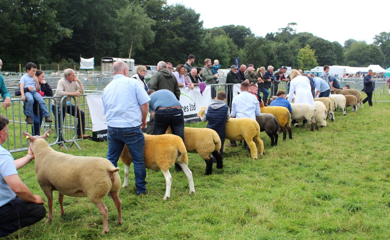 Elite Texel hogget secures Antrim Show’s sheep inter-breed title