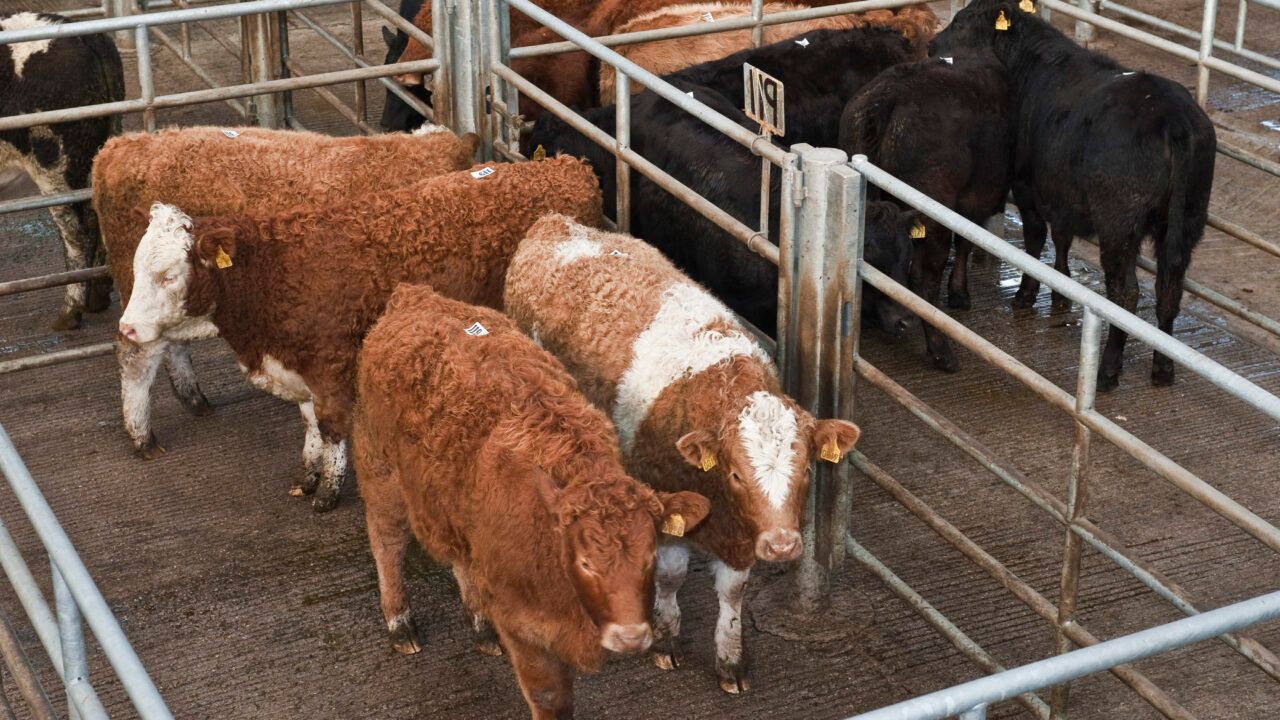 EU beef herd forecast to decline further in 2023