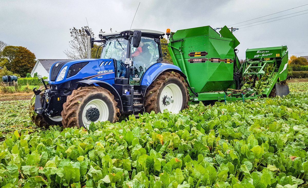 Irish beet plant on the way 'within one year'